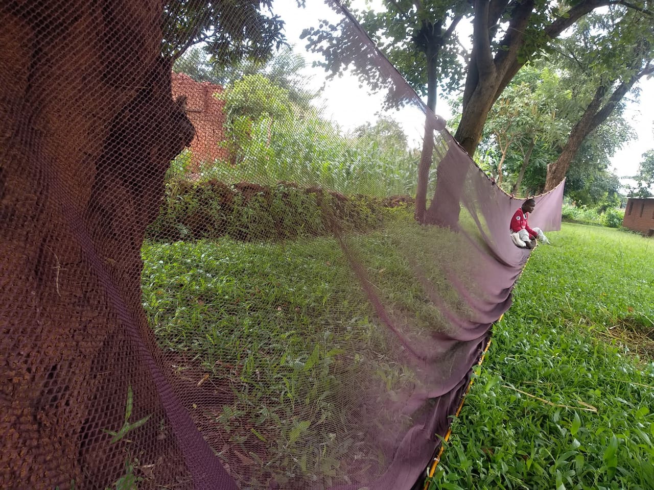 Since microplastics have been found in the edible tissue of many fish species,